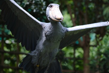 Shoebill Stork Spreading Wings with Large Bill and Detailed Feathers