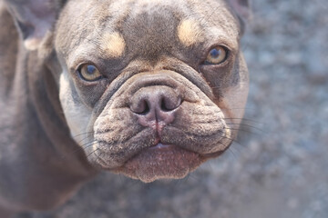 Dog face pet looking at camera