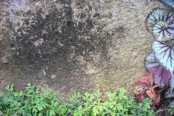 Blank stone with green plant and growing background
