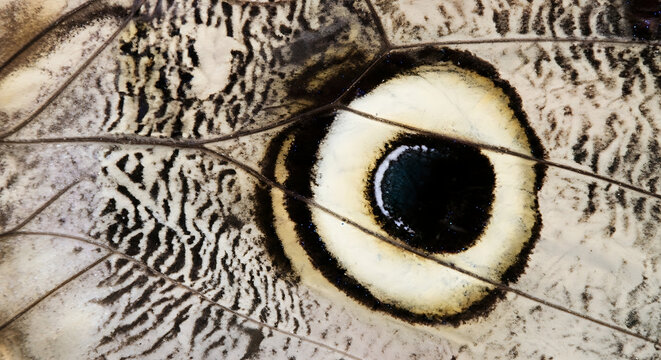Close up of butterfly wing with eye spot pattern in shades of white black and brown colors