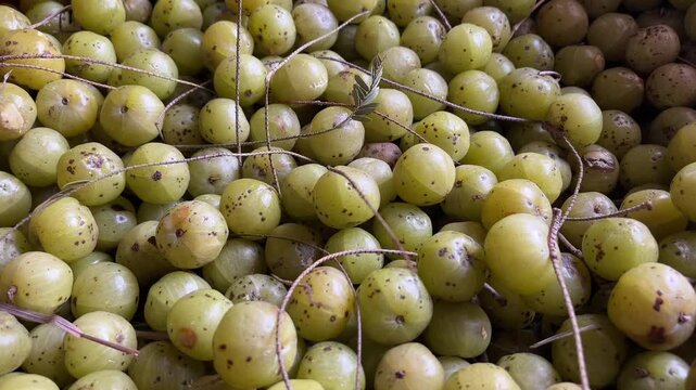 Close-Up View of Fresh Indian Gooseberries (Amla) Collected Together