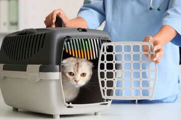 Female veterinarian taking cute Scottish fold cat from pet carrier in vet clinic