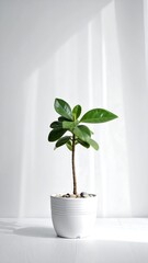 Small potted plant with shiny green leaves in natural light