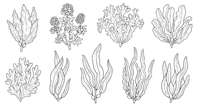 seaweed set hand drawn vector illustration in outline style
