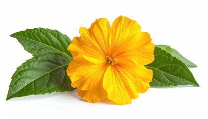 Bright yellow flower with two leaves