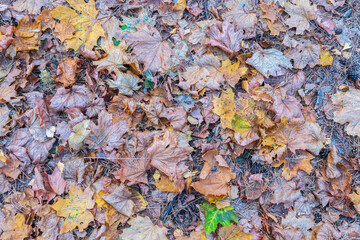 Orange and yellow fallen leaves in the sunlight.