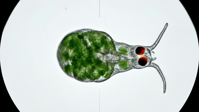 Volvox Algae Rotating Under Microscope, Biology