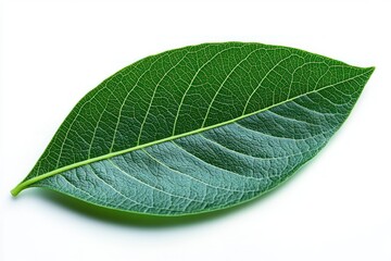 Obraz premium Detailed close-up of a green leaf showing veins and texture on a white background