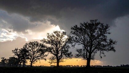 Silhouetted trees stand against a stormy sky at sunset, dramatic lighting highlights branches and clouds