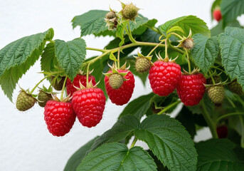 Framboises m&ucirc;res sur branche