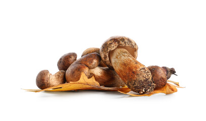 Fresh honey mushrooms with autumn leaves on white background