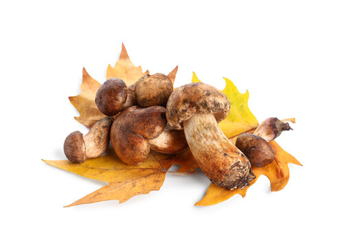 Fresh honey mushrooms with autumn leaves on white background - Powered by Adobe