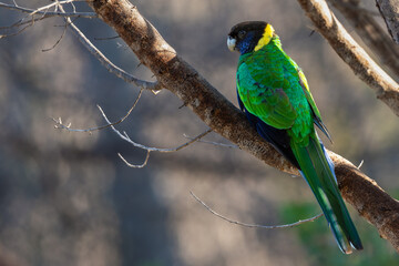Australian ringneck parrot (Barnardius zonarius), also called twenty eight parrot, Perth, Western Australia