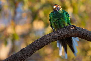Australian ringneck parrot (Barnardius zonarius), also called twenty eight parrot, Perth, Western Australia