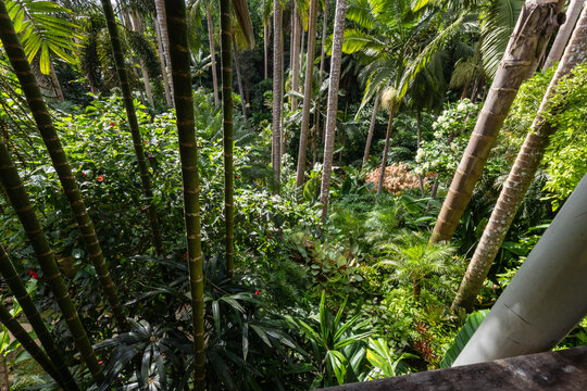 Nature Gardens in Barbados Caribbean
