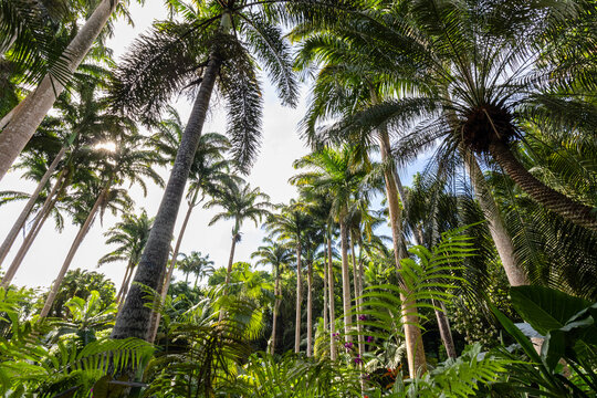 Nature Gardens in Barbados Caribbean
