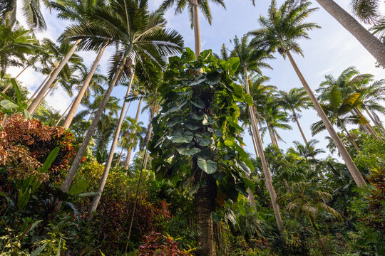 Nature Gardens in Barbados Caribbean
