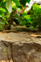 Lush green leaves beside modern cafe architecture, creating a fresh and natural background. Perfect for coffee shops, restaurant design, lifestyle, and eco-friendly concepts.