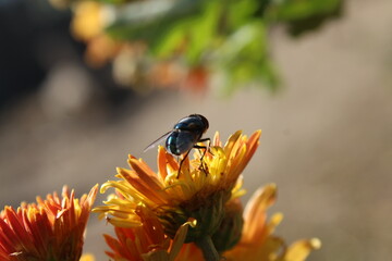 Housfly or green bottle Fly setting on Chrysanthemum flowers and Leaves