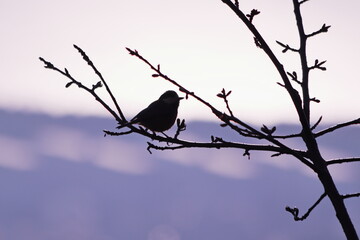 枝にとまる野鳥のシルエット
