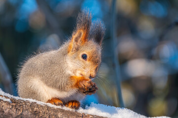 The squirrel with nut sits on tree in the winter or late autumn