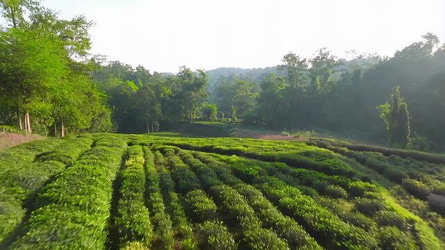 Expansive green tea fields stretching towards misty mountains, scenic agricultural landscape