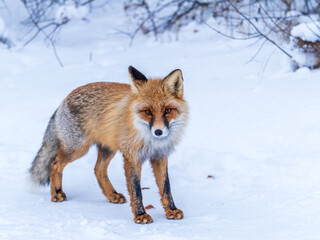 Obraz premium European Red Fox (Vulpes vulpes) in winter forest