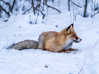 European Red Fox (Vulpes vulpes) in winter forest