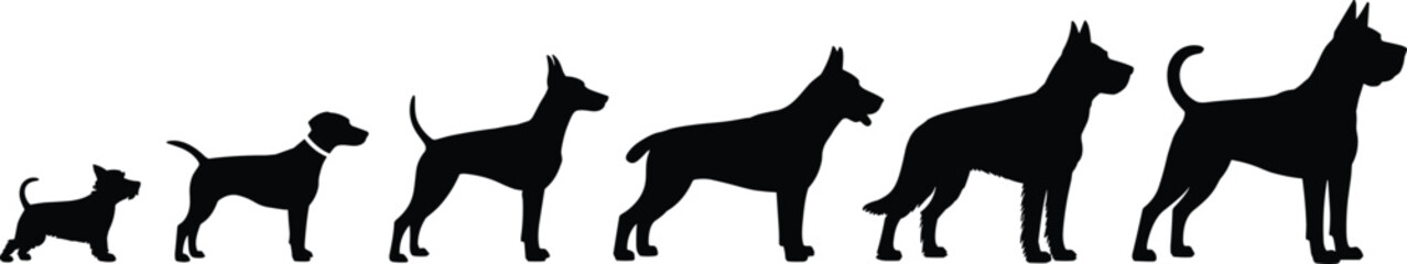 Silhouette collection of different dog breeds arranged by size from small to large, canine growth evolution concept