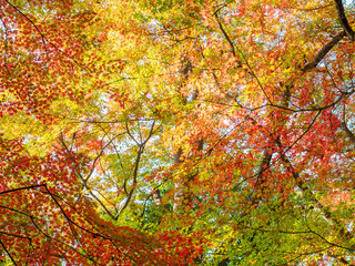 神戸市東灘区の保久良神社の参道の紅葉
