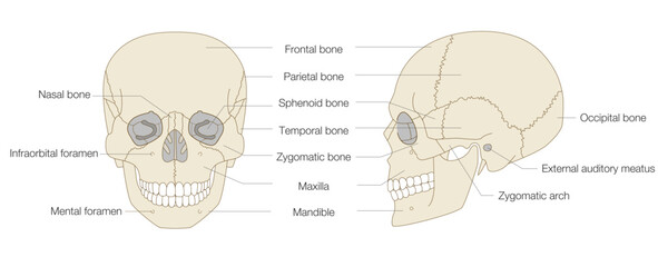 Anatomical Illustration of the Skull from Frontal and Lateral Views (Educational and Medical Use, English Labels)