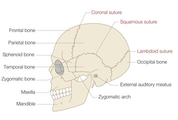 Anatomical Illustration of the Skull from a Lateral View (Educational and Medical Use, English Labels)