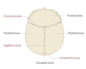 Anatomical Illustration of the Skull from a Superior View (Educational and Medical Use, English Labels)