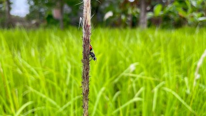 Sphecidae crawling on wild grass