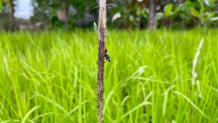 Sphecidae crawling on wild grass