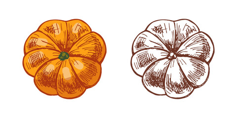 Hand drawn vintage sketch of festive pumpkin in color and monochrome style, isolated autumn vegetable illustration