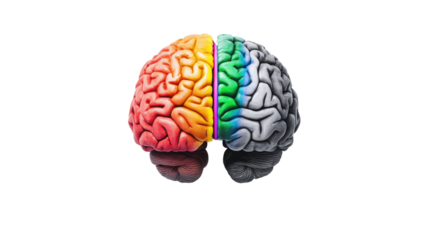 Colorful rainbow brain illustration with vibrant neural details and bright multicolored structure displayed in full creative view isolated on white background