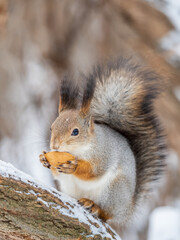 The squirrel with nut sits on tree in the winter or late autumn