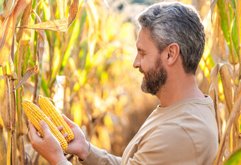 Harvest crop in cornfield. Farmer man on field with maize basket. Hispanic farmer with corn...