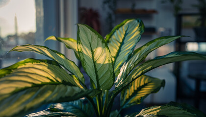 Dieffenbachia plant basking in sunlight near a window vibrant and healthy.