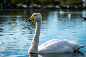 Fototapeta premium The still Tjörnin lake Whooper swan swimming peacefully in the lake in Reykjavik
