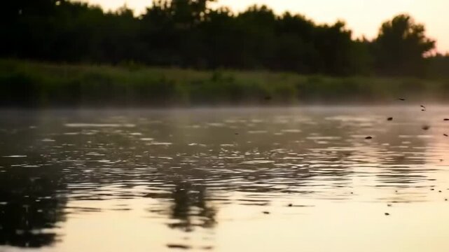 Flying insects over misty river at dawn, with trees in the background, perfect for calm aesthetics