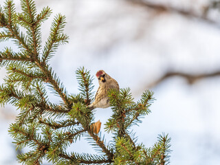 Common redpoll female, cute bird with bright red patch on its forehead sits on tree branch without leaves in sunny spring day.