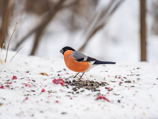 Bullfinch, pyrrhula pyrrhula, sitting on a branch without leaves in the autumn or winter.