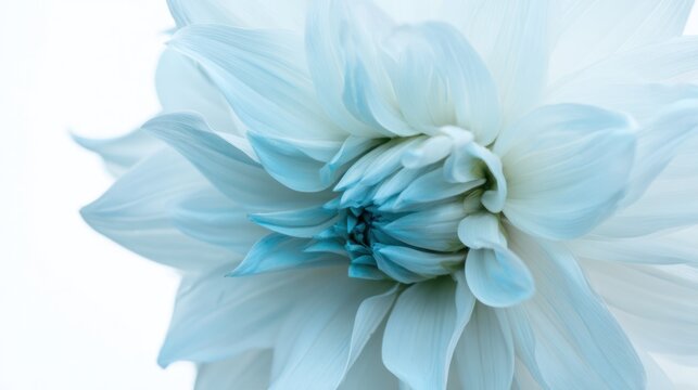 白いダリア」の写真素材 | 240,113件の無料イラスト画像 | Adobe Stock