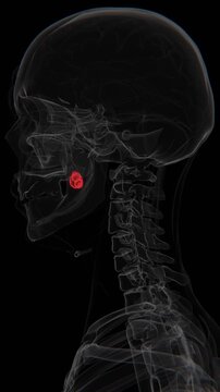 Xray Video of Palatine Tonsils of humans | Palatine Tonsils Xray video in vertical | Human Palatine Tonsils HD Video