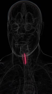 X-Ray video of Croup laryngotracheitis in baby | Croup laryngotracheitis Video in X-Ray | Croup laryngotracheitis indication video in Vertical format