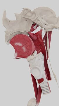 Palatine Tonsils of humans | Palatine Tonsils video in vertical | Human Palatine Tonsils HD Video