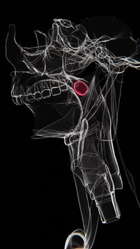 Xray Video of Palatine Tonsils of humans | Palatine Tonsils Xray video in vertical | Human Palatine Tonsils HD Video