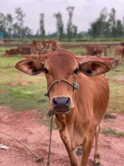 Cow in the field photo